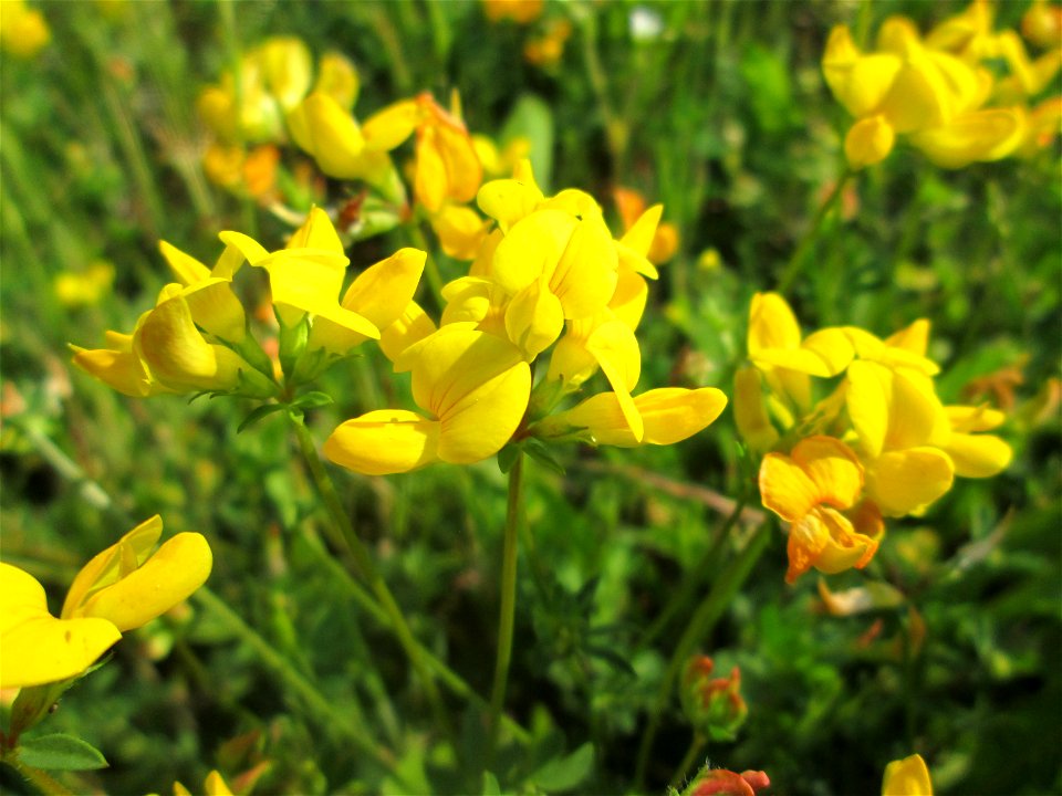 Gewöhnlicher Hornklee (Lotus corniculatus) am Bahnhof Bruchmühlbach-Miesau