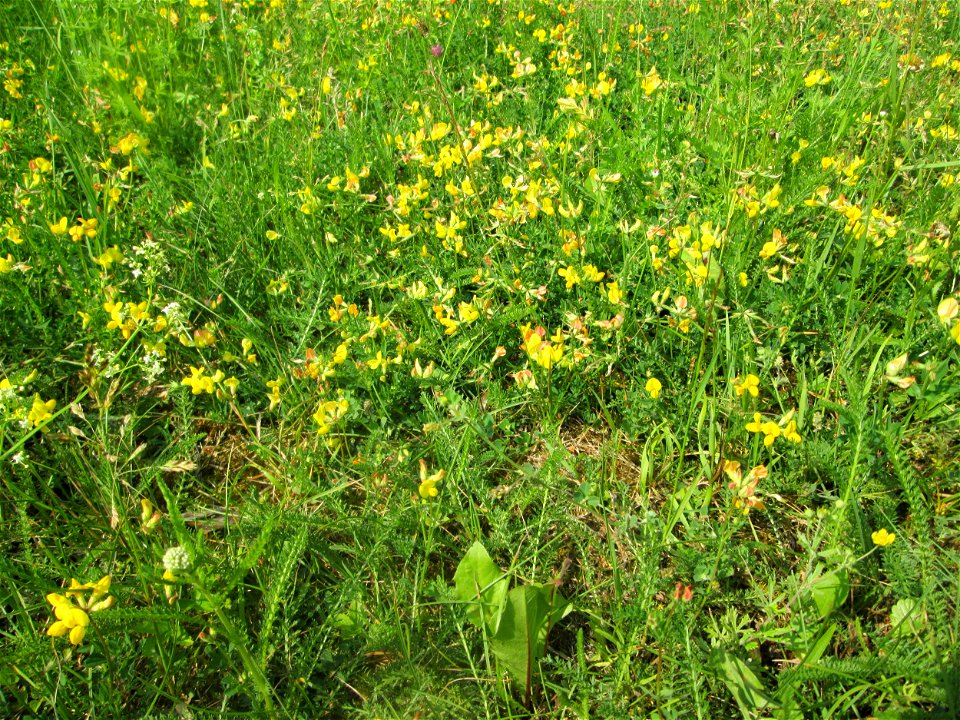 Gewöhnlicher Hornklee (Lotus corniculatus) in der Schwetzinger Hardt