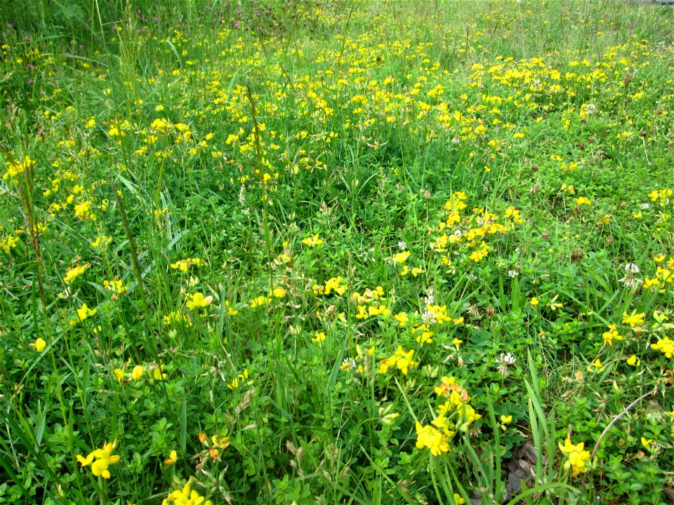 Gewöhnlicher Hornklee (Lotus corniculatus) in der Schwetzinger Hardt