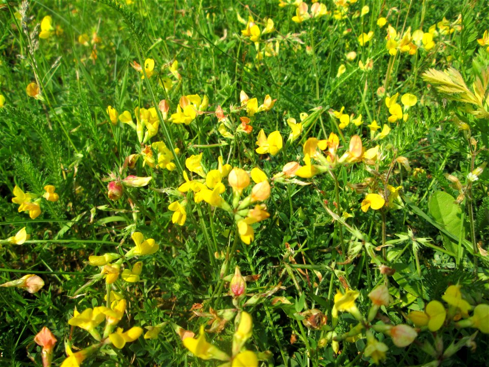 Gewöhnlicher Hornklee (Lotus corniculatus) in der Schwetzinger Hardt