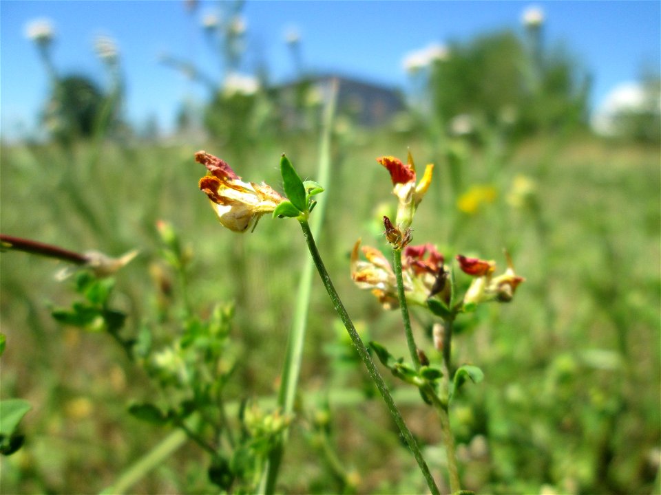 Gewöhnlicher Hornklee (Lotus corniculatus) in Hockenheim-Talhaus