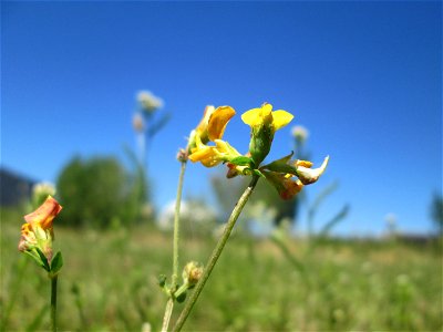 Gewöhnlicher Hornklee (Lotus corniculatus) in Hockenheim-Talhaus