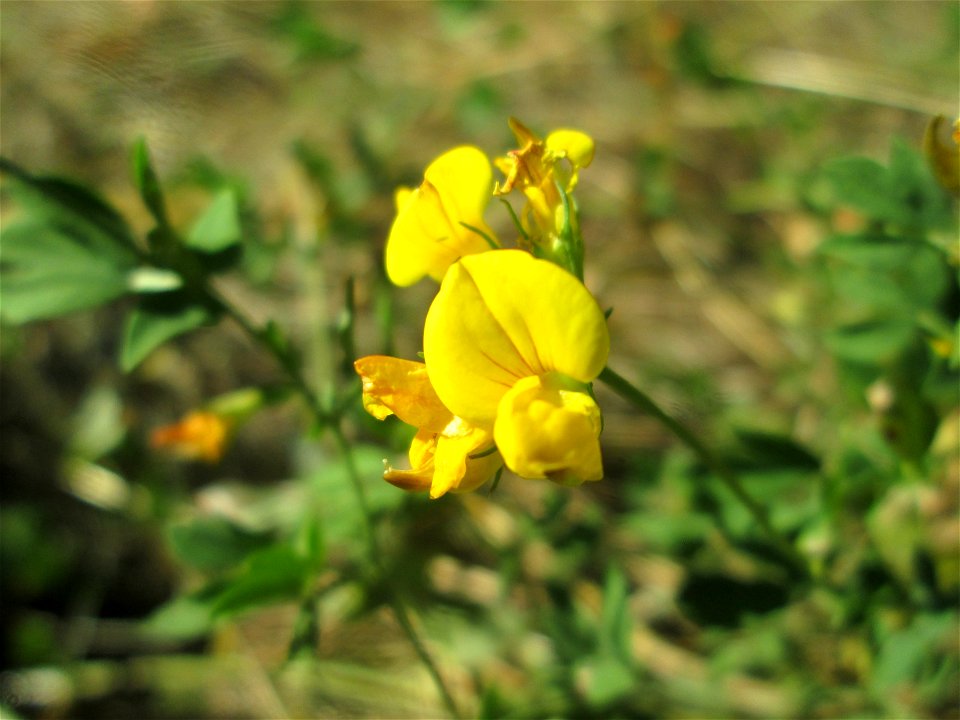 Gewöhnlicher Hornklee (Lotus corniculatus) an der Böschung der A6 in der Schwetzinger Hardt - an diesem Abschnitt bietet der Autobahnrand eine binnendünenartige Situation