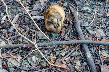 Forest nature rodent