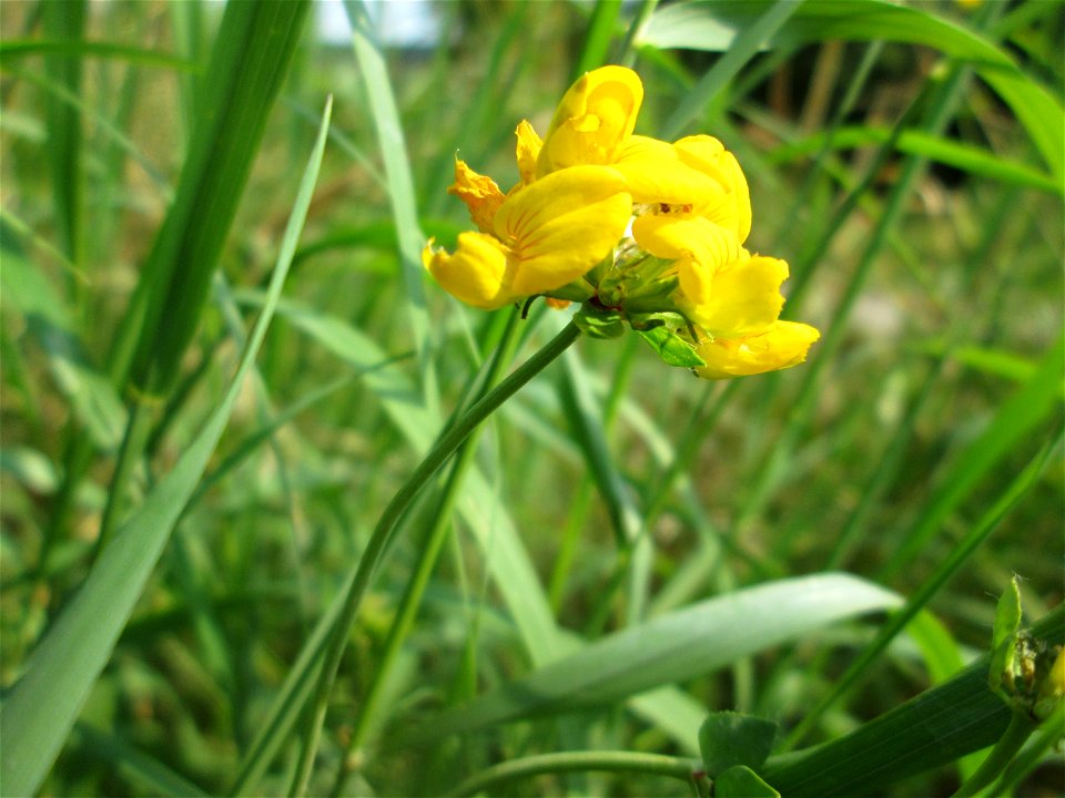 Gewöhnlicher Hornklee (Lotus corniculatus) im Almet in Sankt Arnual