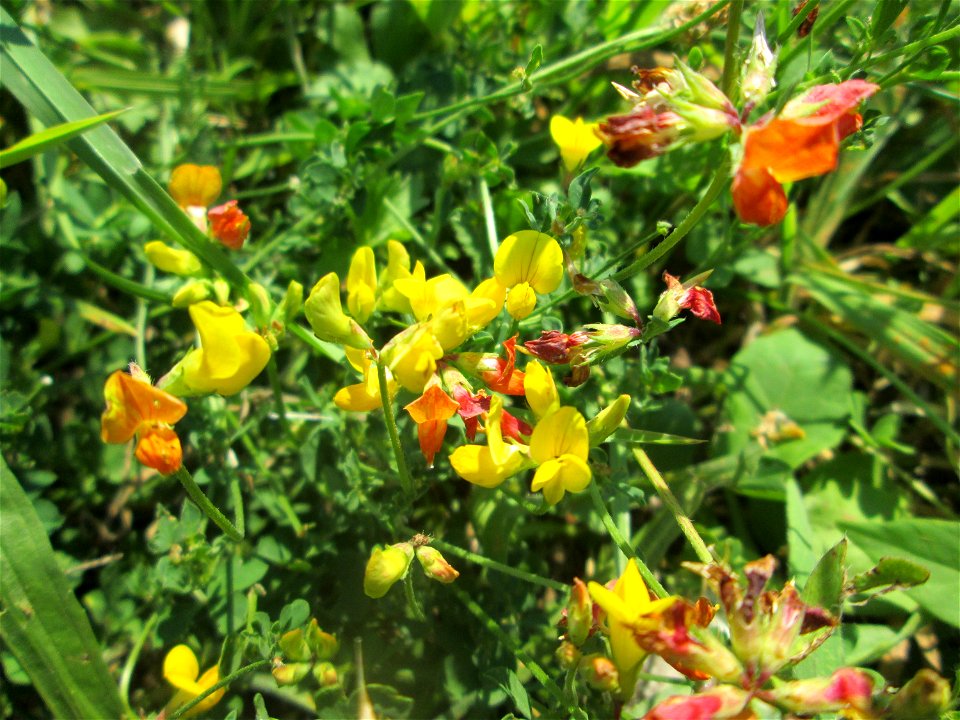 Gewöhnlicher Hornklee (Lotus corniculatus) im Bürgerpark Saarbrücken