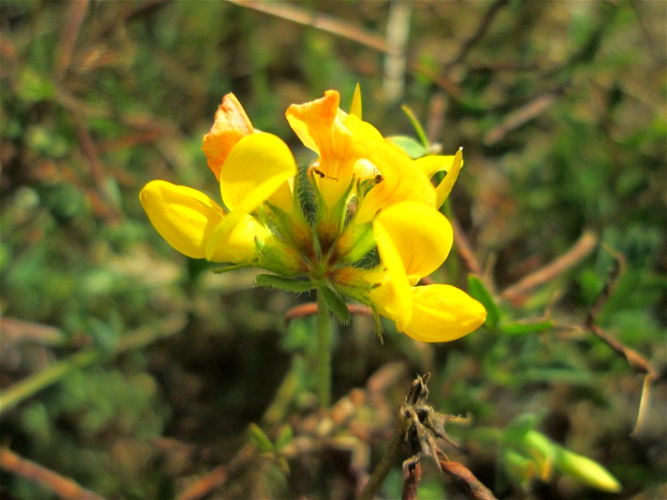 Gewöhnlicher Hornklee (Lotus corniculatus) am Bahnhof Bruchmühlbach-Miesau