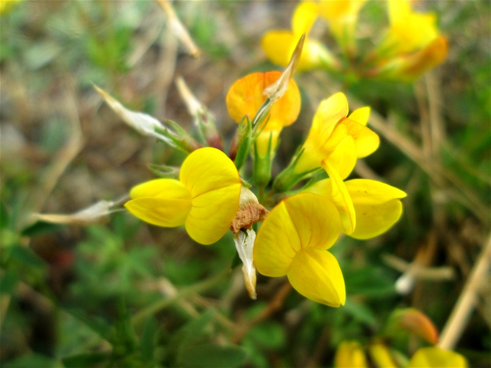 Gewöhnlicher Hornklee (Lotus corniculatus) am Bahnhof Bruchmühlbach-Miesau