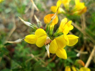 Gewöhnlicher Hornklee (Lotus corniculatus) am Bahnhof Bruchmühlbach-Miesau
