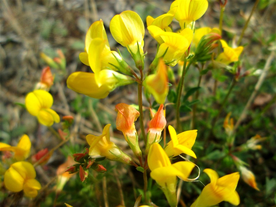 Gewöhnlicher Hornklee (Lotus corniculatus) am Bahnhof Bruchmühlbach-Miesau