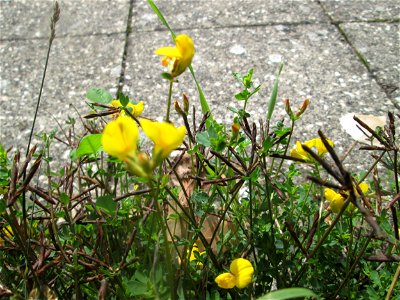Gewöhnlicher Hornklee (Lotus corniculatus) am Bahnhof Brebach in Saarbrücken