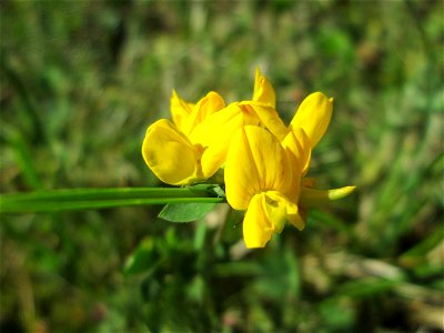 Gewöhnlicher Hornklee (Lotus corniculatus) am Hauptfriedhof Saarbrücken photo