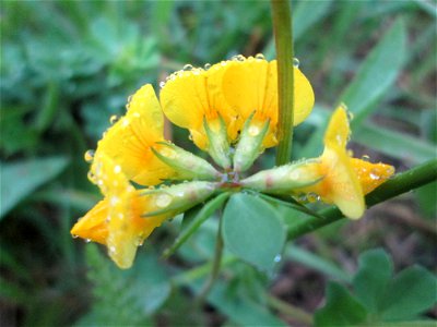 Gewöhnlicher Hornklee (Lotus corniculatus) im Landschaftsschutsgebiet „Saalbachniederung“