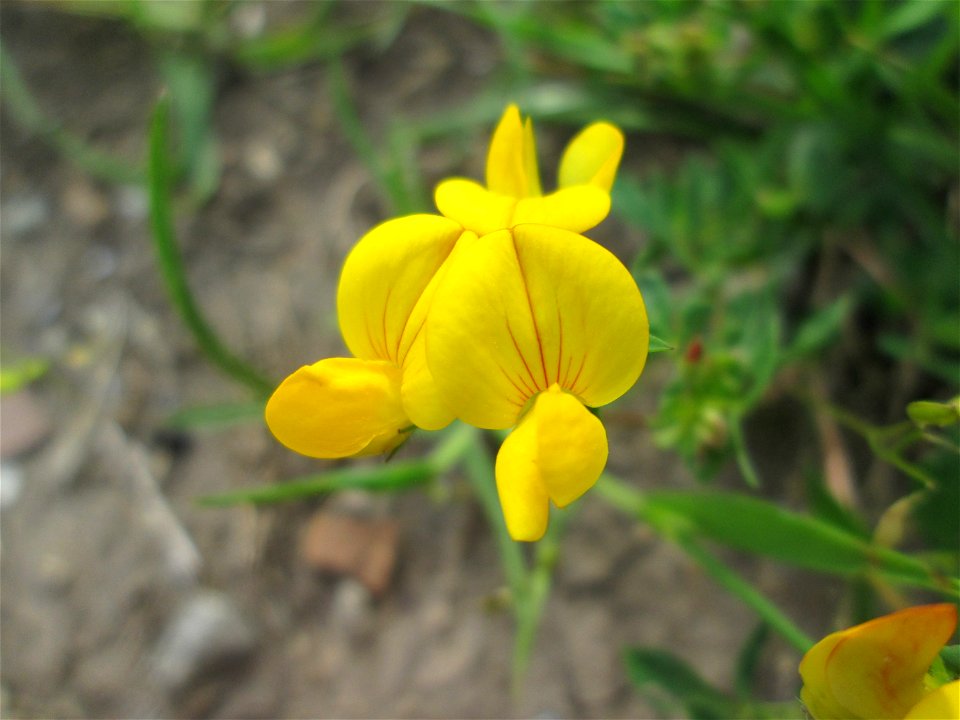 Gewöhnlicher Hornklee (Lotus corniculatus) im Naturschutzgebiet „Bachwiesen/Leopoldswiesen“ im Hockenheimer Rheinbogen