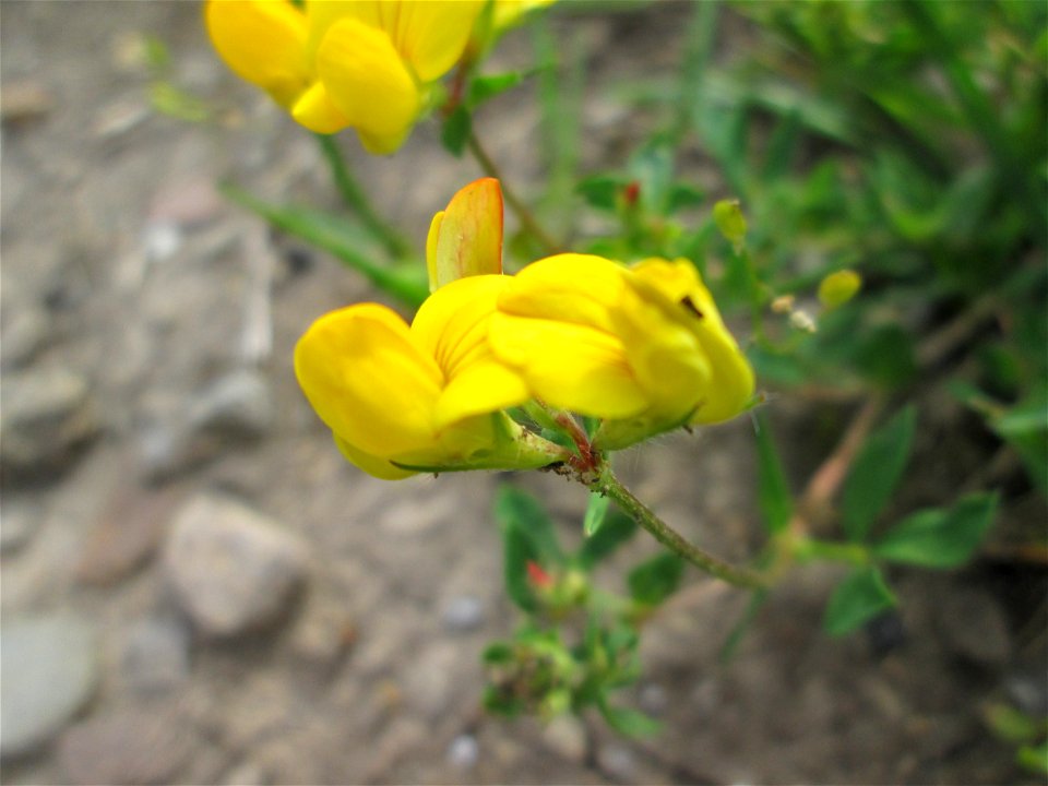 Gewöhnlicher Hornklee (Lotus corniculatus) im Naturschutzgebiet „Bachwiesen/Leopoldswiesen“ im Hockenheimer Rheinbogen
