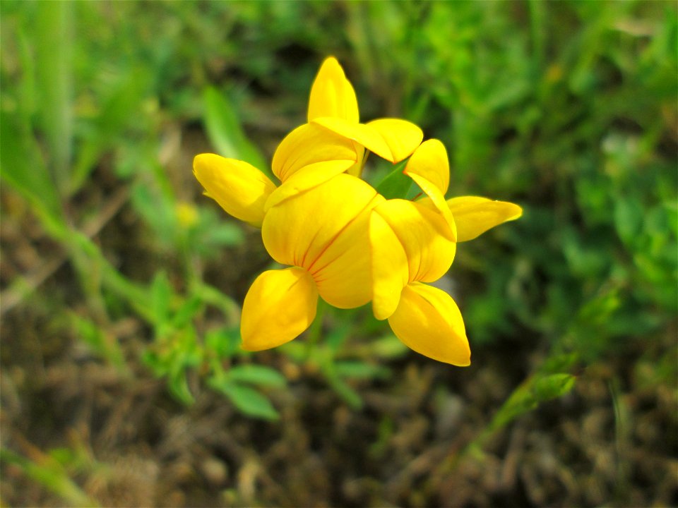 Gewöhnlicher Hornklee (Lotus corniculatus) im Naturschutzgebiet „Bachwiesen/Leopoldswiesen“ im Hockenheimer Rheinbogen