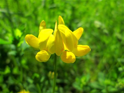 Gewöhnlicher Hornklee (Lotus corniculatus) im Naturschutzgebiet „St. Arnualer Wiesen“