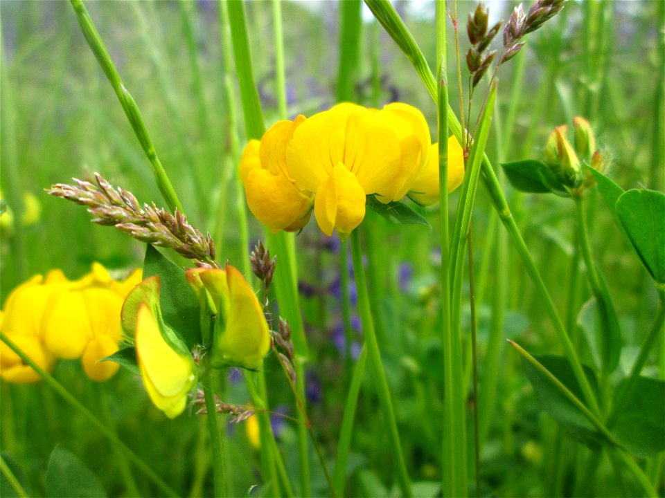 Gewöhnlicher Hornklee (Lotus corniculatus) im Bürgerpark Saarbrücken