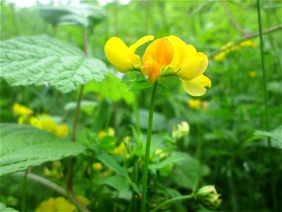 Gewöhnlicher Hornklee (Lotus corniculatus) im Naturschutzgebiet "St. Arnualer Wiesen"