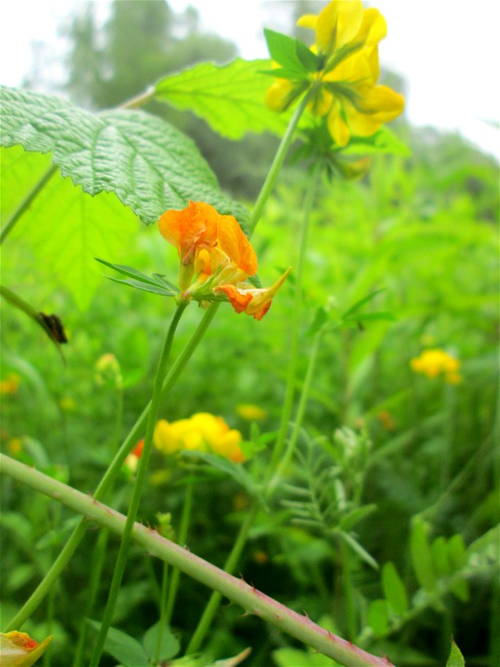 Gewöhnlicher Hornklee (Lotus corniculatus) im Naturschutzgebiet "St. Arnualer Wiesen"
