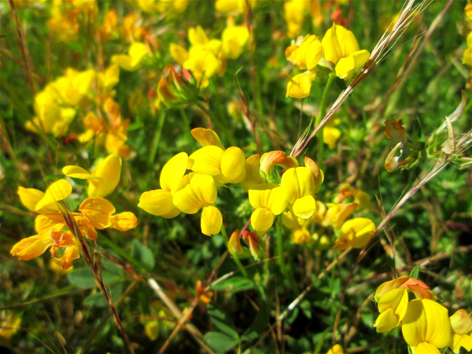 Gewöhnlicher Hornklee (Lotus corniculatus) am Bahnhof Bruchmühlbach-Miesau