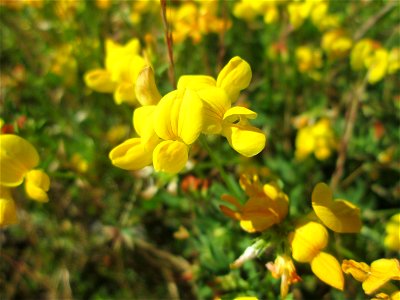 Gewöhnlicher Hornklee (Lotus corniculatus) am Bahnhof Bruchmühlbach-Miesau