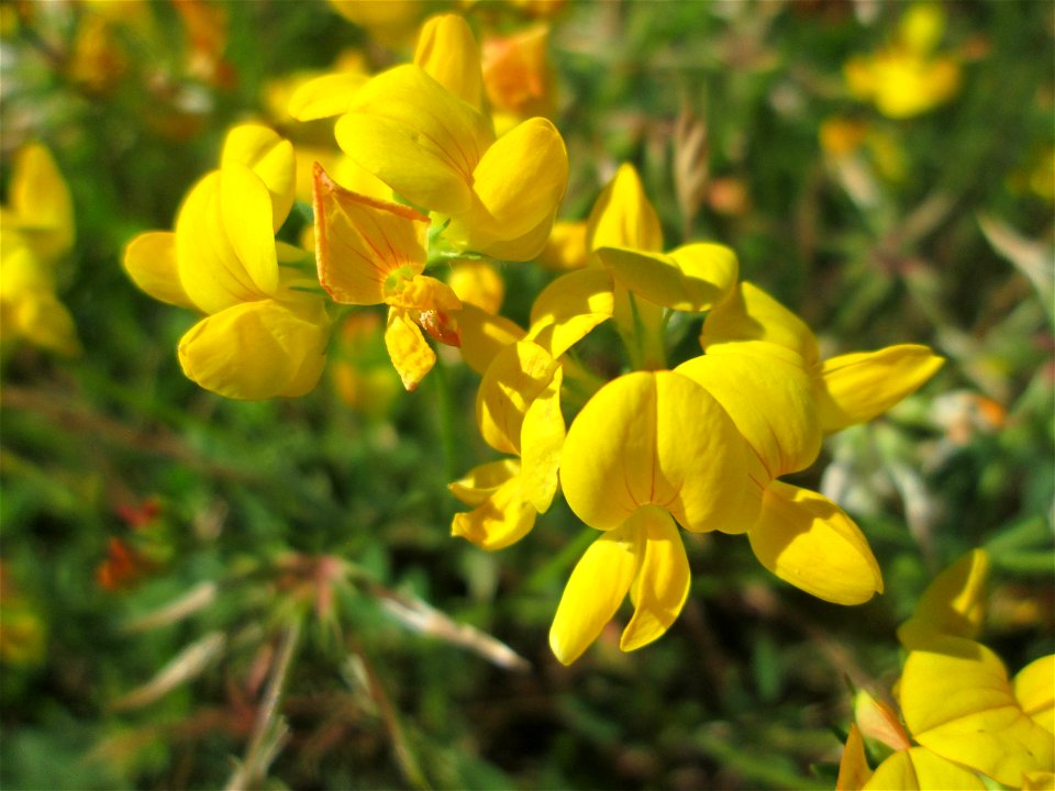 Gewöhnlicher Hornklee (Lotus corniculatus) am Bahnhof Bruchmühlbach-Miesau
