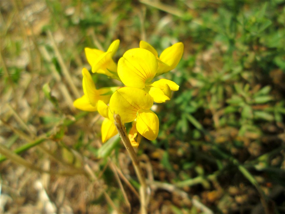 Gewöhnlicher Hornklee (Lotus corniculatus) im Bürgerpark Saarbrücken