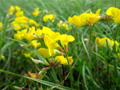 Gewöhnlicher Hornklee (Lotus corniculatus) oberhalb von Fechingen