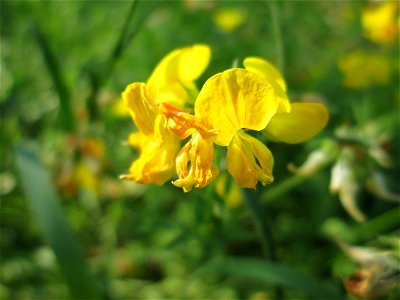 Gewöhnlicher Hornklee (Lotus corniculatus) auf einer Wiese neben der Ostspange in Saarbrücken
