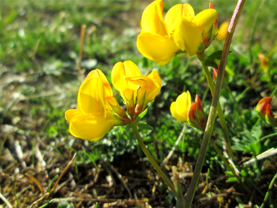 Gewöhnlicher Hornklee (Lotus corniculatus) an der A 620 in Alt-Saarbrücken
