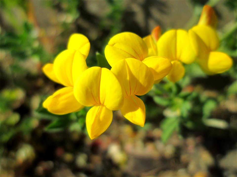 Gewöhnlicher Hornklee (Lotus corniculatus) in Brebach