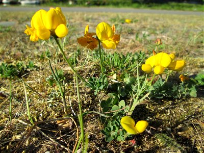 Gewöhnlicher Hornklee (Lotus corniculatus) an der A620 in Alt-Saarbrücken