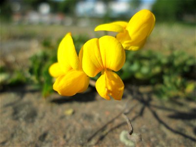 Gewöhnlicher Hornklee (Lotus corniculatus) an der A620 in Alt-Saarbrücken