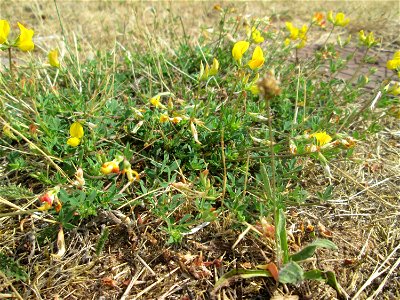 Gewöhnlicher Hornklee (Lotus corniculatus) an der A620 in Alt-Saarbrücken