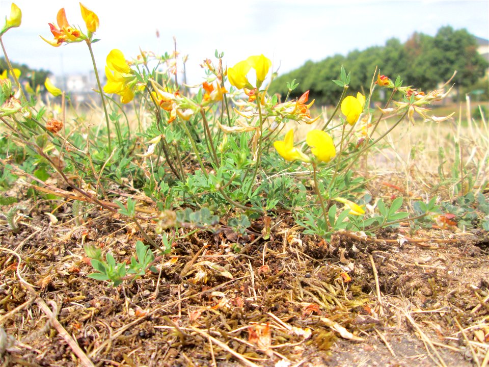 Gewöhnlicher Hornklee (Lotus corniculatus) an der A620 in Alt-Saarbrücken