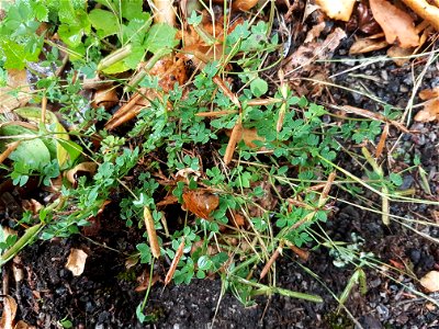 Seed pods of birds-foot-trefoil growing in Cardiff, Wales photo