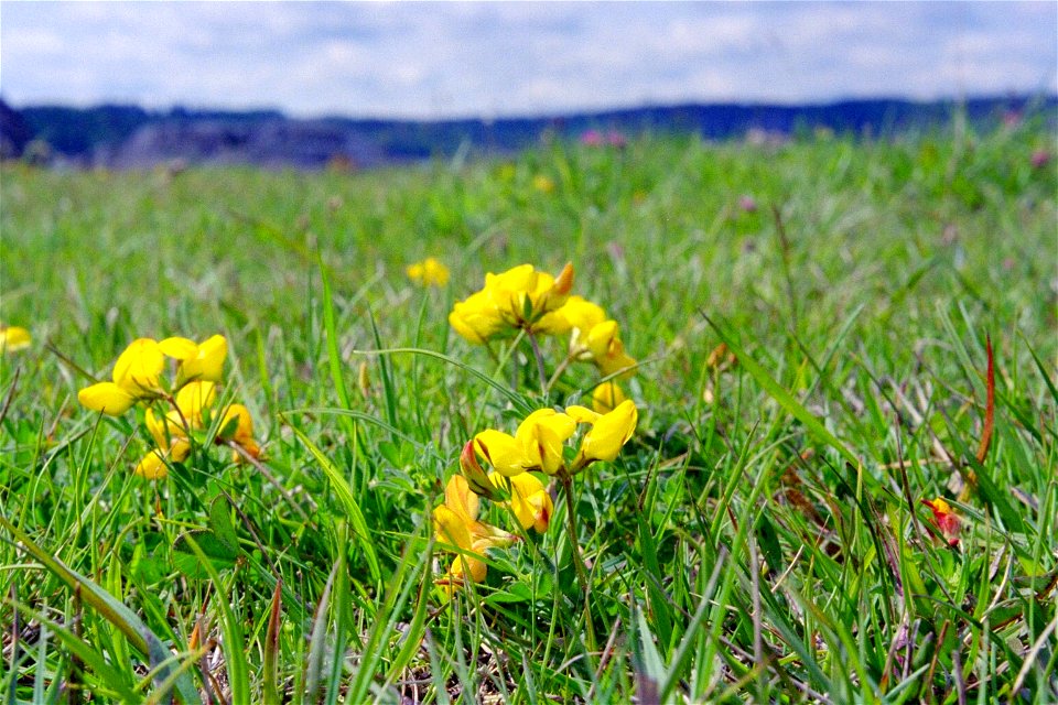 Species
Lotus corniculatus
Photographer
Joachim Pierre