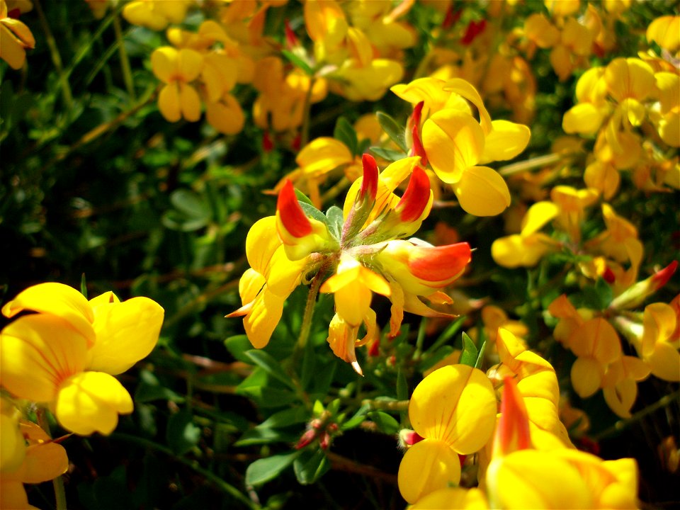 Lotus corniculatus - picture taken in south Sweden