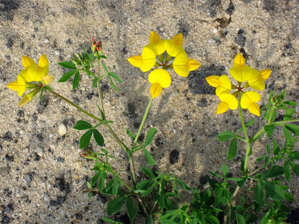 A patch of Birdfoot Deervetch (Lotus corniculatus)