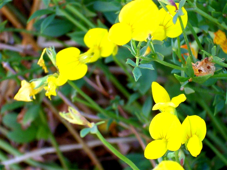 Lotus corniculatus close up, Campo de Calatrava, Spain