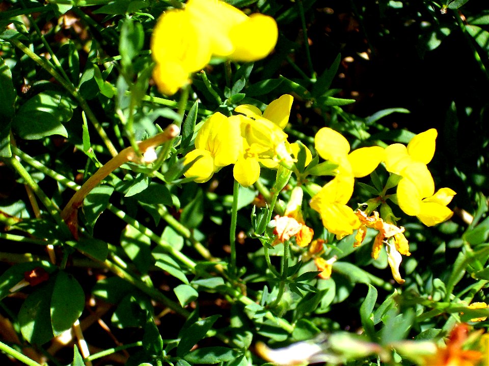 Lotus corniculatus flowers, Campo de Calatrava, Spain