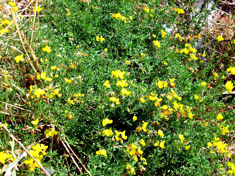 Lotus corniculatus Habitus 2009-8-15 CampodeCalatrava