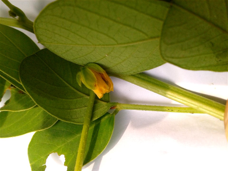 Botanical Name:  Cassia Tora
Common Names:  Sickle Senna, Wild Senna, Coffee Pod,Ringworm Plant
Tamil names – THAKARAI , VINDU , SENAVU .
Telugu name – Tantyamu .
Used to treat ring worm ; Leaves
