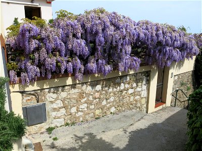 Chinese wisteria of the chemin des pins in Roquebrune-Cap-Martin (Alpes-Maritimes, France). photo