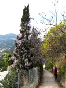 Chinese wisteria in the cypress of the littoral path in Roquebrune-Cap-Martin (Alpes-Maritimes, France). photo