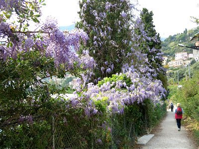 Chinese wisteria in the cypress of the littoral path in Roquebrune-Cap-Martin (Alpes-Maritimes, France).