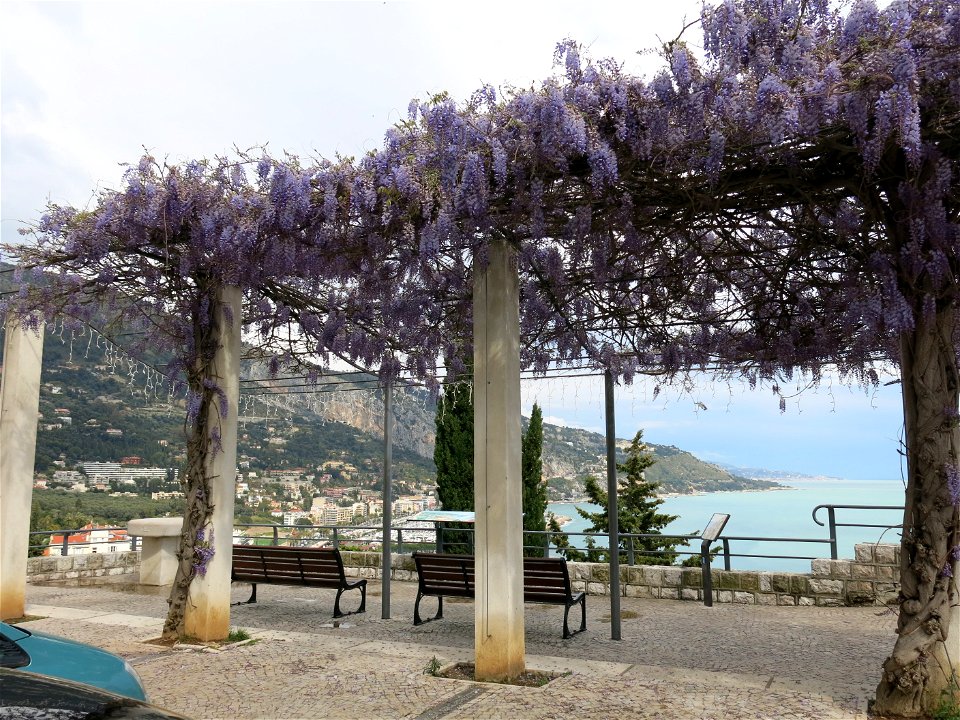 Chinese wisteria of the boulevard de Garavan in Menton (Alpes-Maritimes, France).