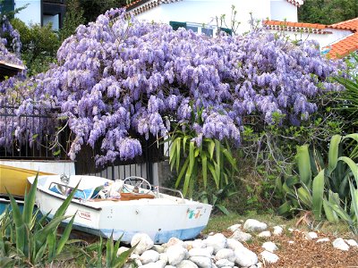 Wisteria in the garden of a house on the beach of Roquebrune (Alpes-Maritimes, France). photo