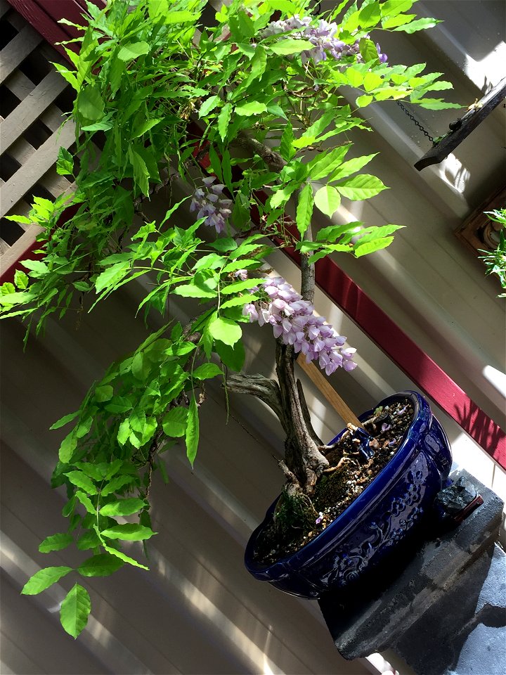 The flowers can become quite heavy in bloom. Notice the wooden support behind the figurine to support the tree under its own weight.